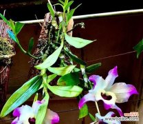 仿真跳舞兰能传达怎样的情感？