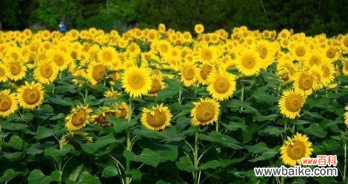 等你爱我是谁的花语是什么？这句花语属于哪种花？