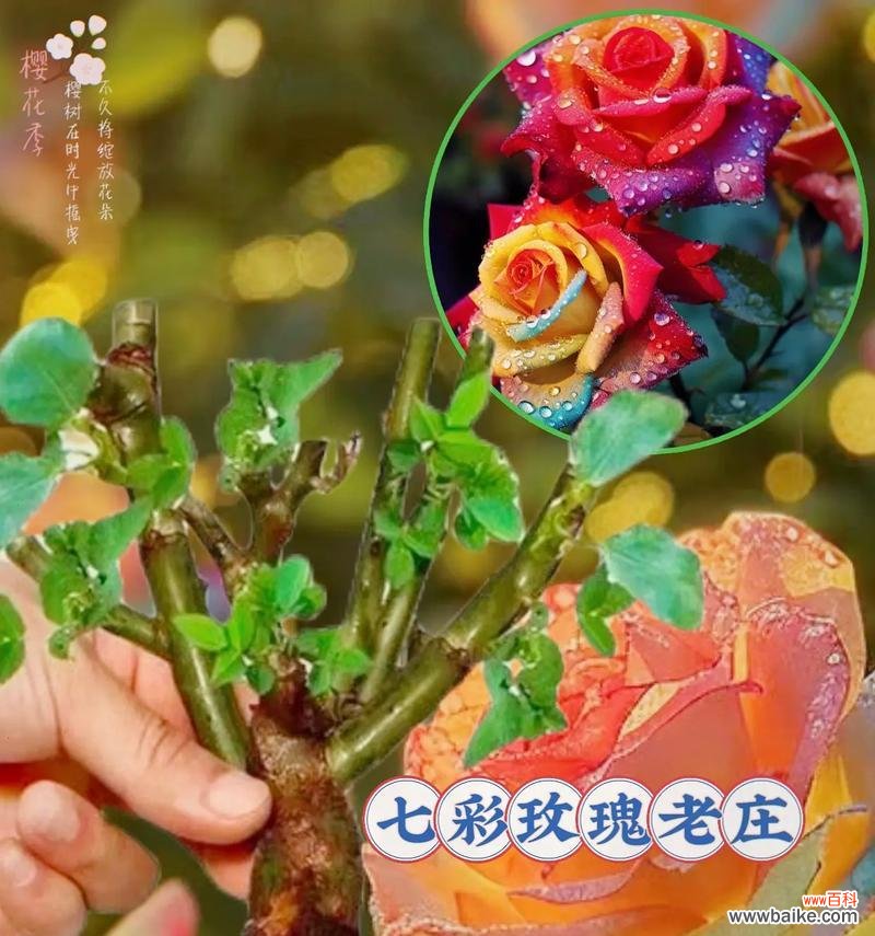 彩虹玫瑰传递了哪些特殊含义？送彩虹玫瑰有何寓意？