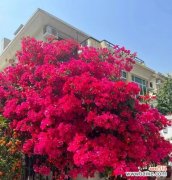 三角梅的花语有哪些？它象征着什么？