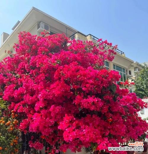 三角梅的花语有哪些？它象征着什么？