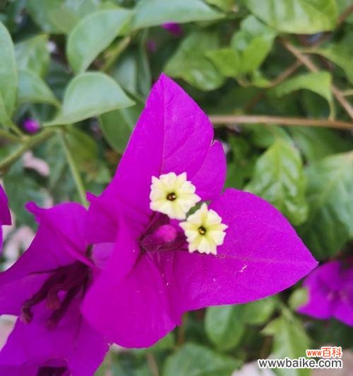 三角梅的花语有哪些？它象征着什么？