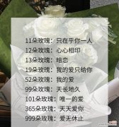 玫瑰牵藤的花语有何深意？如何表达爱意？