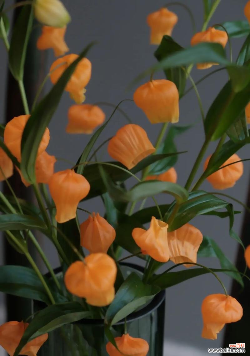 小黑石百合的花语是什么意思?