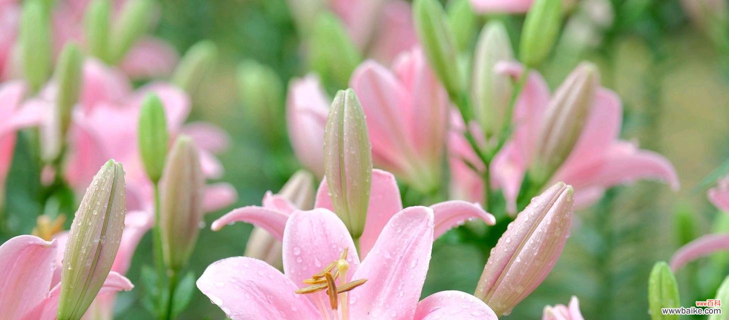 小黑石百合的花语是什么意思?