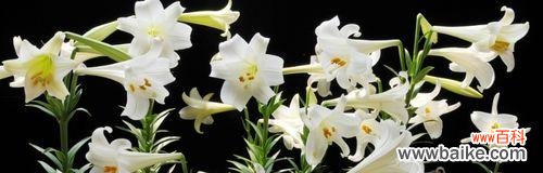 小黑石百合的花语是什么意思?