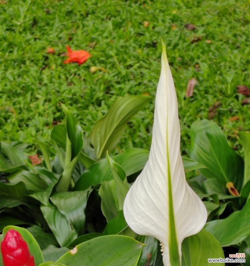 白鹤芋花的花语是什么?它象征着什么?