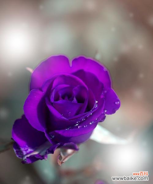 素雅花朵的花语是什么？它象征着什么？