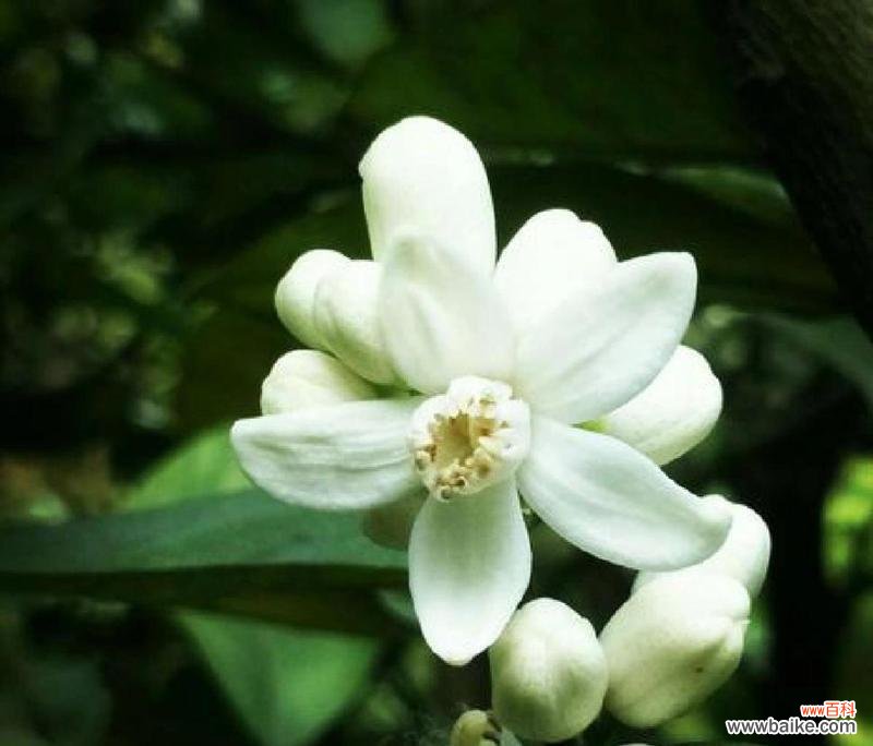 素雅花朵的花语是什么？它象征着什么？