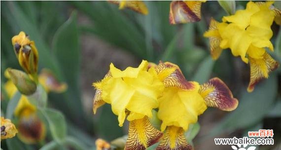 素雅花朵的花语是什么？它象征着什么？