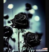 探寻黑玫瑰的神秘符号之谜 黑玫瑰花语的意义解读