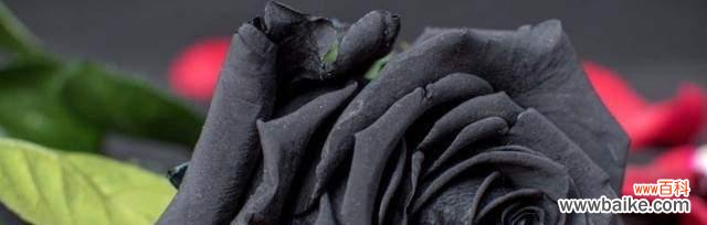 黑玫瑰花语的意义和传说 黑玫瑰的花语——探索其神秘与美丽