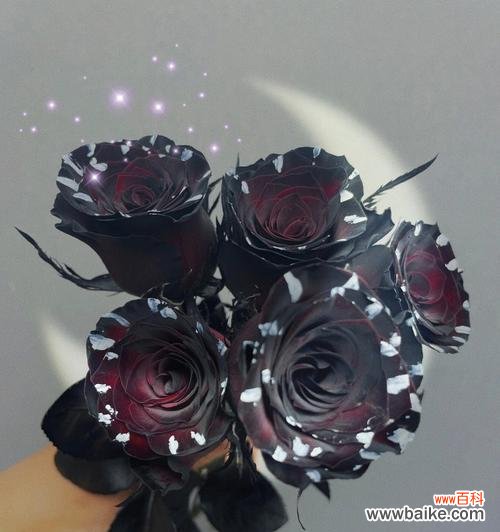 黑玫瑰花语的意义和传说 黑玫瑰的花语——探索其神秘与美丽