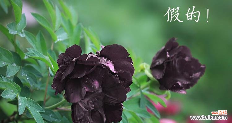 揭开黑牡丹花背后的含义与魅力 黑牡丹花的神秘花语