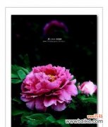 揭开黑牡丹花背后的含义与魅力 黑牡丹花的神秘花语