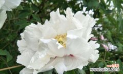 黑牡丹、粉牡丹、黄牡丹三种牡丹花色的花语解读 牡丹花语