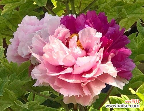 黑牡丹、粉牡丹、黄牡丹三种牡丹花色的花语解读 牡丹花语