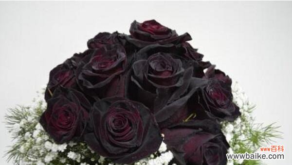 黑玫瑰的美丽与象征意义 黑玫瑰花语-暗示爱情的神秘之花