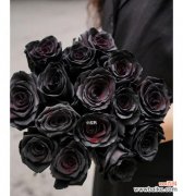 探索黑色玫瑰的象征意义，传达深沉情感和内心冲突 黑色玫瑰的花语