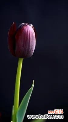 探寻黑色郁金香所传递的深邃情感，寻找其中蕴含的希望 黑色郁金香的花语