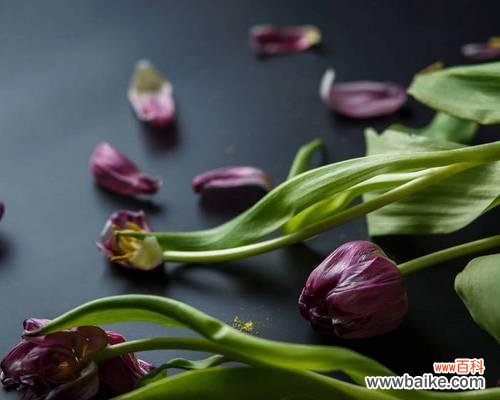 探寻黑色郁金香所传递的深邃情感，寻找其中蕴含的希望 黑色郁金香的花语