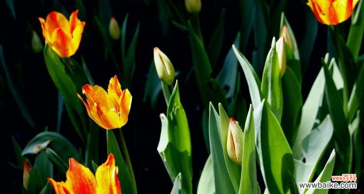 探寻黑色郁金香所传递的深邃情感，寻找其中蕴含的希望 黑色郁金香的花语