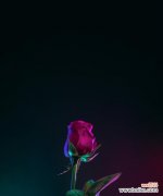 黑色玫瑰的花语揭示出的意义与情感 黑色玫瑰的花语之神秘与悲伤