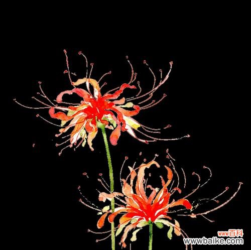 揭示黑色彼岸花的秘密与意义，探索其独特的生命哲学 黑色彼岸花花语