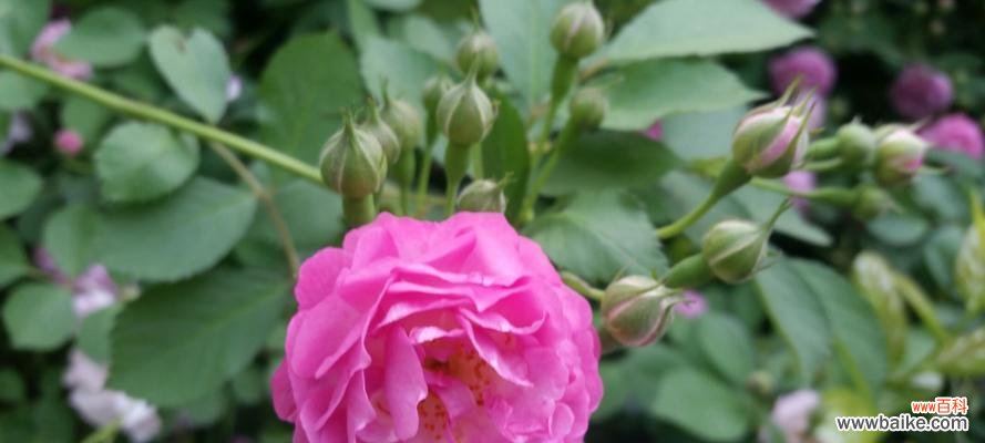 探索黑蔷薇花语中的情感与象征 黑蔷薇花语的深意