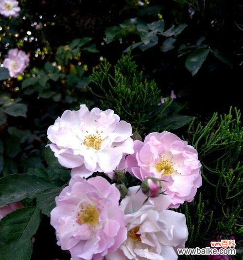 探索黑蔷薇花语中的情感与象征 黑蔷薇花语的深意