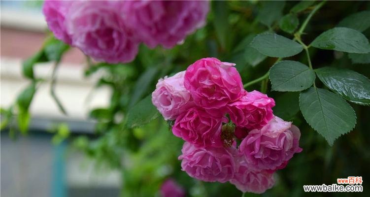 探索黑蔷薇花语中的情感与象征 黑蔷薇花语的深意