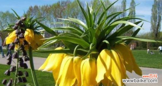 探寻黑色曼陀罗花的神秘语言 曼陀罗花语