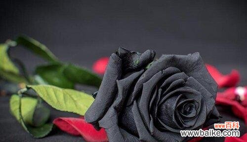 探寻黑色曼陀罗花的神秘语言 曼陀罗花语