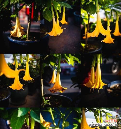 探索黑色曼陀罗花的象征意义及魅力 黑色曼陀罗花的神秘寓意