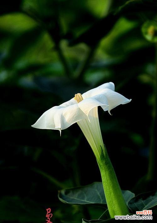 探索黑色曼陀罗花的象征意义及魅力 黑色曼陀罗花的神秘寓意