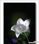 深情之花 黑色桔梗花语与寓意