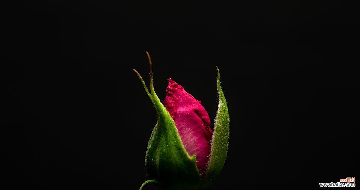 探索黑色玫瑰的神秘之美 黑色玫瑰的象征意义