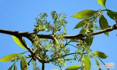 探索白蜡树在风水中的神秘力量 白蜡树的风水作用与寓意