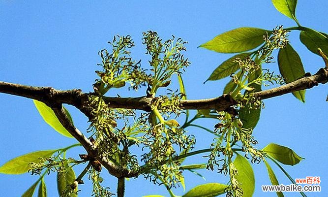 探索白蜡树在风水中的神秘力量 白蜡树的风水作用与寓意