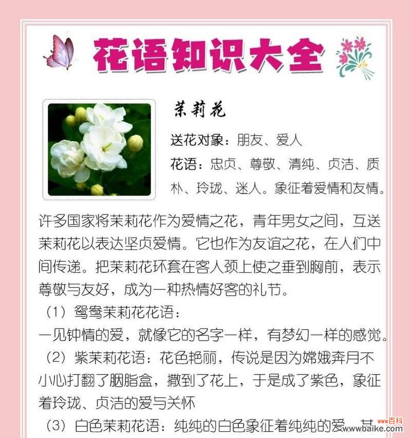美丽而坚强的花朵 白铃兰的花语和寓意