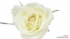 探寻白玫瑰花的深层含义与传达情感的力量 白玫瑰花的象征意义与寓意