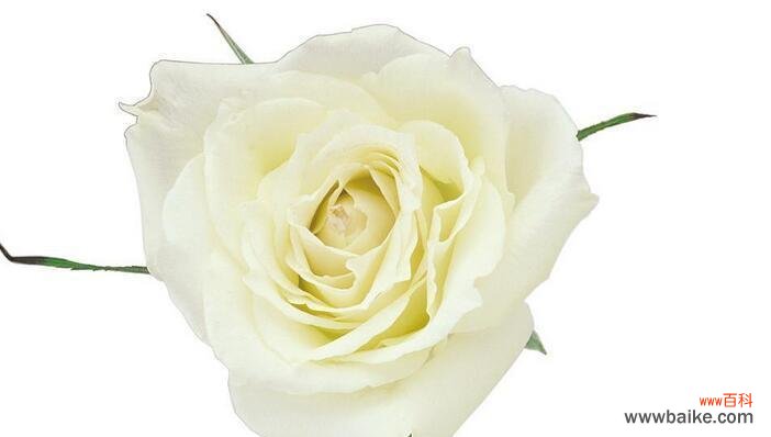 探寻白玫瑰花的深层含义与传达情感的力量 白玫瑰花的象征意义与寓意