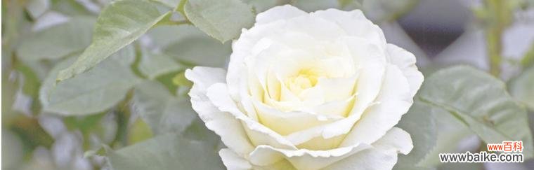 探寻白玫瑰背后的情感世界 白玫瑰的爱情意义