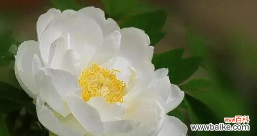 崇高纯洁 白牡丹花的寓意与象征