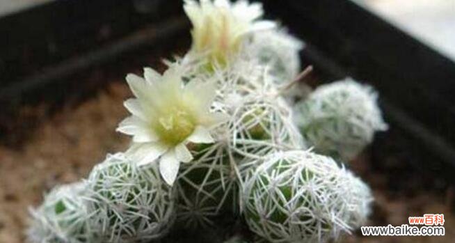 传递希望和新生的白鸟开花 白鸟开花的寓意与花语