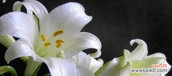 探寻白色百合花所传达的深意 白色百合花的花语与寓意