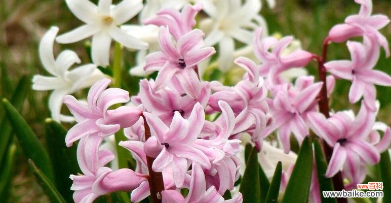 探寻白色风信子的美丽含义 白色风信子的花语与寓意