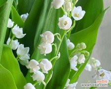 纯洁 白色花的寓意与象征意义