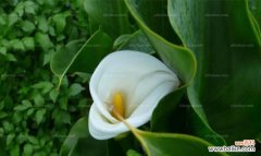 白色马蹄莲花 马蹄莲花的美丽寓意与祝福