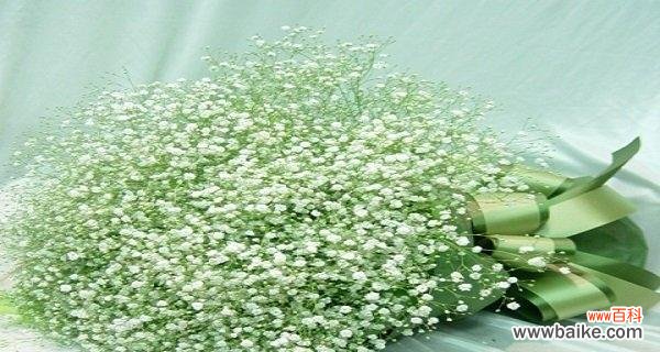 白色满天星花开绽放希望 白色满天星的花语与意义